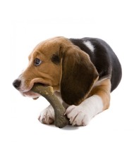 Farmcompany Nylabone Gioco Corno  Extreme Chew  Cervo